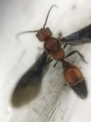 Sphaeropthalma boweri