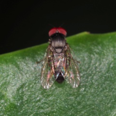 Lindneromyia hungarica