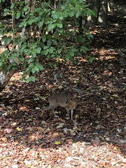 Nesotragus moschatus