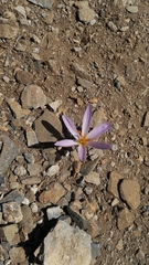 Crocus serotinus