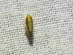 Scaphytopius elegans