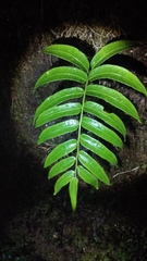 Stenochlaena palustris