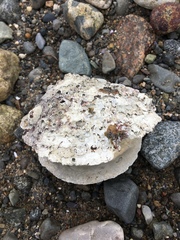 Crepidula plana