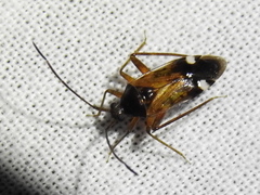 Eustictus