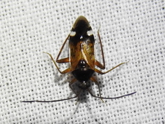 Eustictus