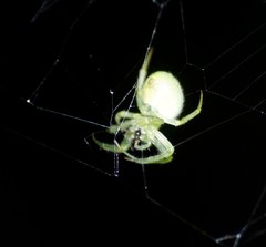 Araneus circulissparsus