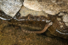 Thamnophis unilabialis