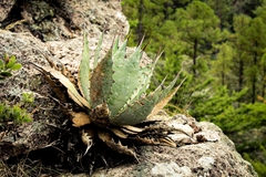 Agave wocomahi