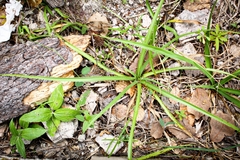 Eryngium longifolium