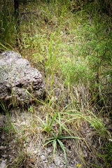 Eryngium longifolium
