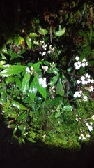 Ageratina riparia