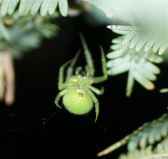 Araneus circulissparsus