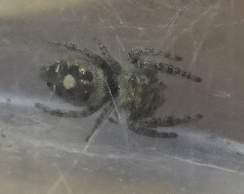 Bold Jumping Spider photographed in Nebraska