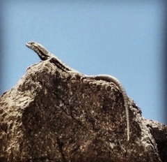 Microlophus atacamensis