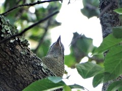 Telophorus olivaceus