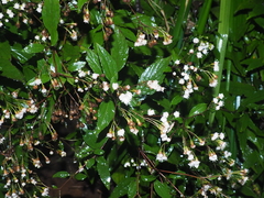 Ageratina riparia