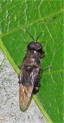 Isomerocera quadrilineata