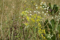 Solidago ohioensis