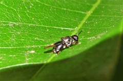 Isomerocera quadrilineata