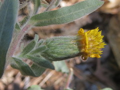 Heterotheca orovillosa