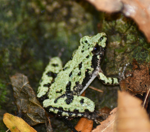 Blanchard's Cricket Frog photographed in Illinois