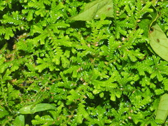 Selaginella