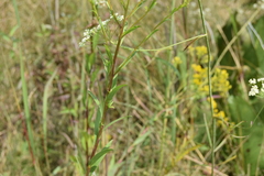 Solidago ohioensis