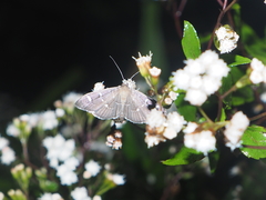 Pilocrocis