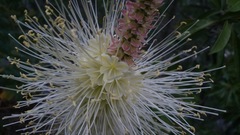 Agave bracteosa