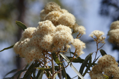 Corymbia terminalis