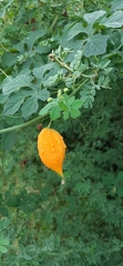 Momordica charantia