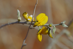 Crotalaria eremaea