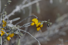 Crotalaria eremaea