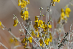 Crotalaria eremaea