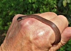 Aparallactus capensis