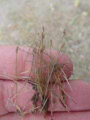 Eleocharis quinqueflora