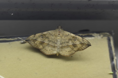 Anticarsia irrorata