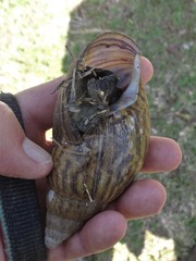 Cochlitoma granulata
