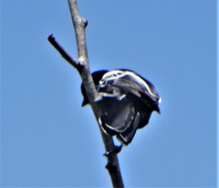 Melaniparus niger niger