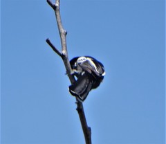 Melaniparus niger niger