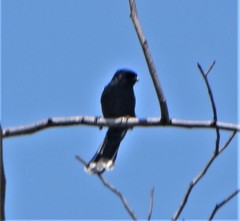 Melaniparus niger niger
