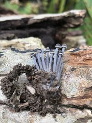 Mycena semivestipes