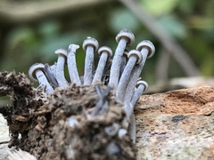 Mycena semivestipes