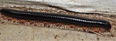 Doratogonus infragilis