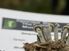 Mycena semivestipes