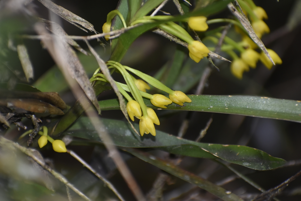 Maxillaria alticola