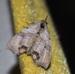 Hyperlopha cristifera