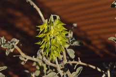Crotalaria cunninghamii