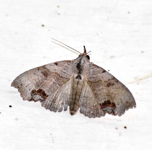 Hyperlopha cristifera