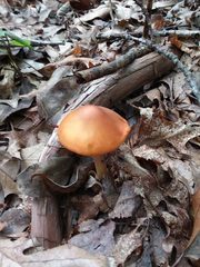 Conocybe filaris